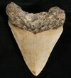 Bargain Megalodon Shark Tooth #7465-2